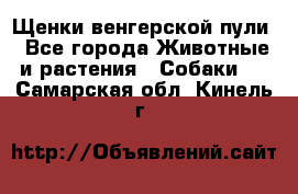 Щенки венгерской пули - Все города Животные и растения » Собаки   . Самарская обл.,Кинель г.